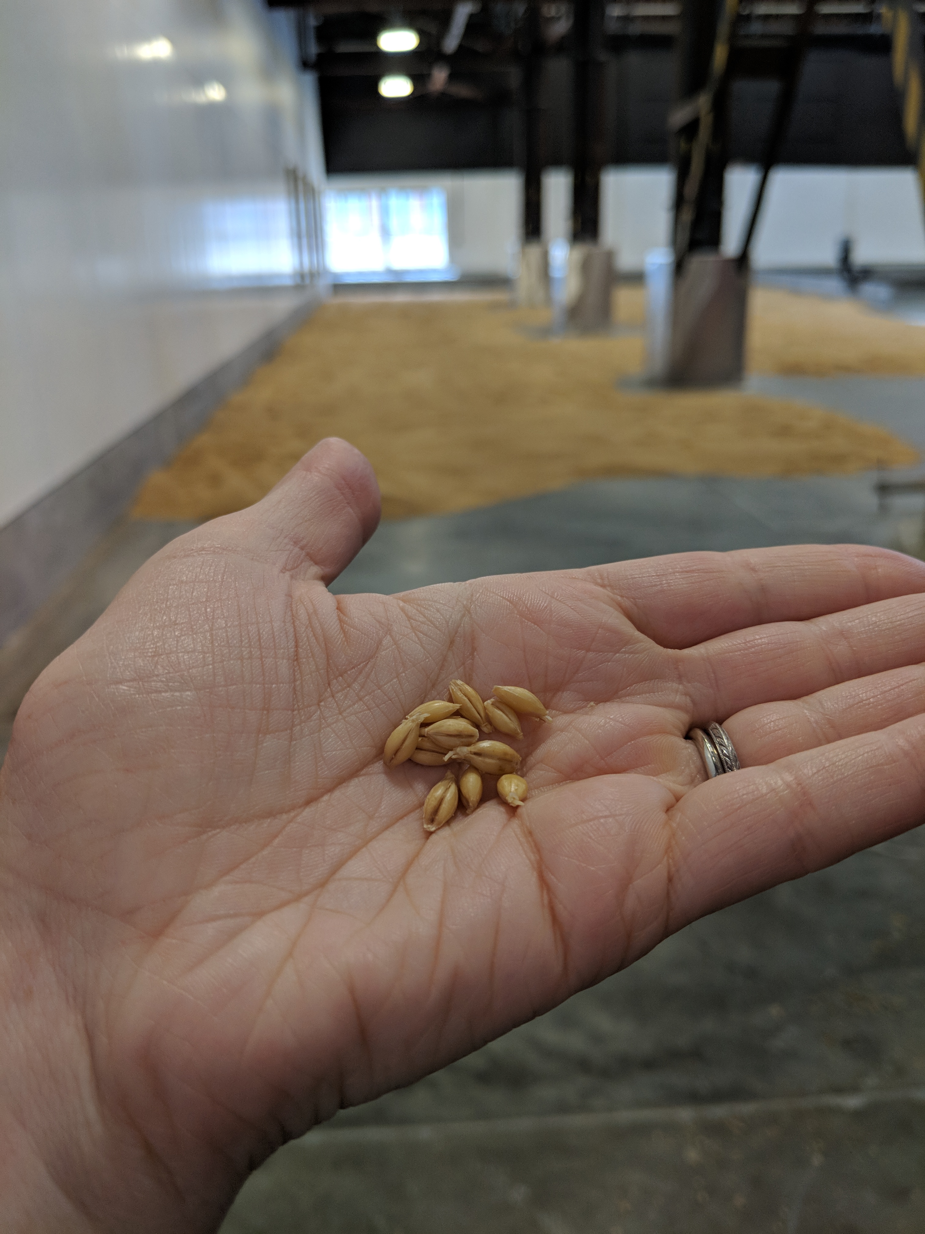 Soaked grain, looking over the malting floor